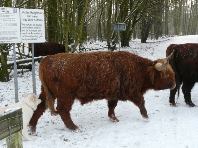 Fotos/VervolgI-nest/vervolg/Pyro/P1130853[1].JPG
